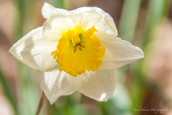 Daffodil