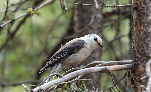 Gray Jay