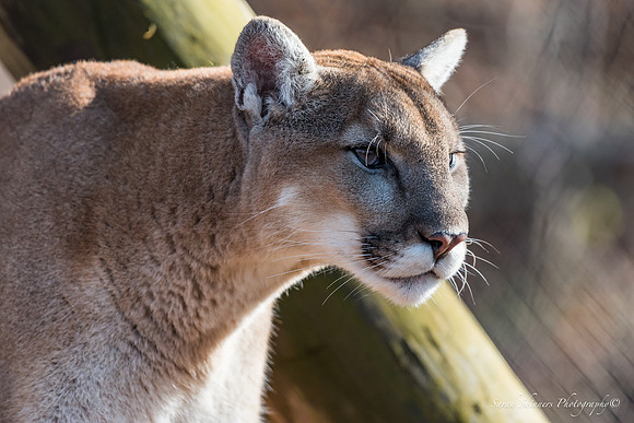 Cougar