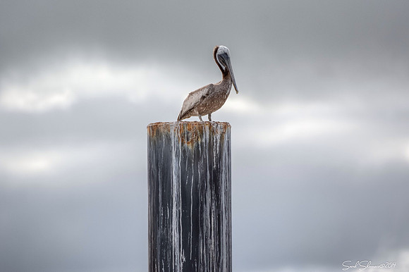 Pelican