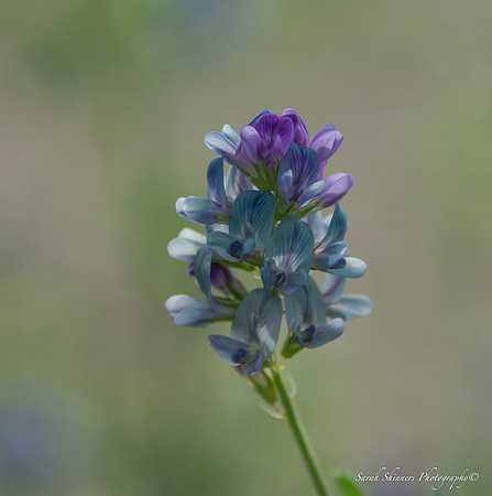 Wildflower