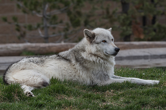 Wolf
