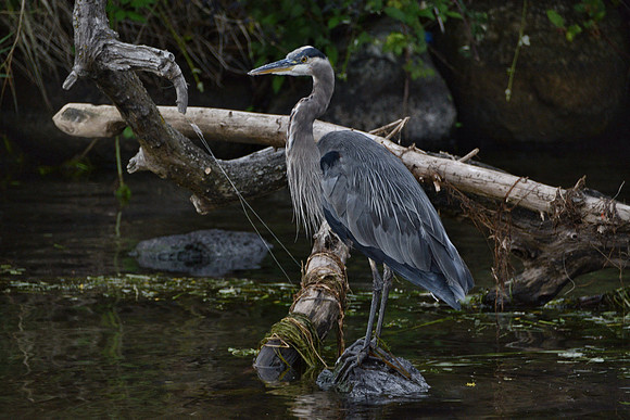 Blue heron