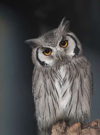 White Faced Scops Owl